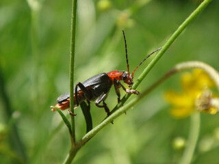 Soldier beetle (Cantharis sp.) with black elytra and red pronotum perching on a blade of grass