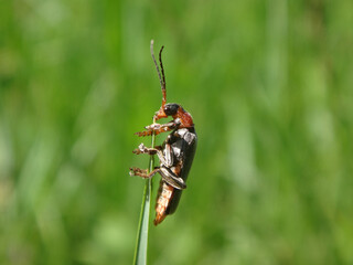 Soldier beetle (Cantharis sp.) with black elytra and red pronotum perching on a blade of grass