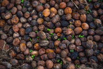 BUTITI PALM FRUITS SPREAD ON THE GROUND