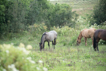 Horses grazing on rural property