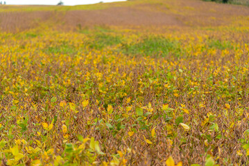 Soybean plantation at harvest point