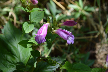 Penstemon serrulatus