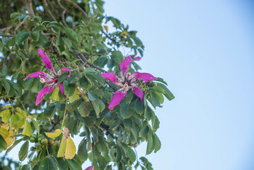 Ceiba speciosa tree