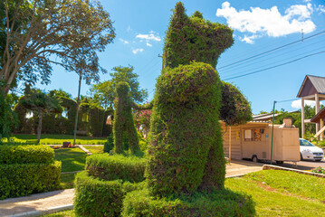 Cut bushes in the square of the City of Victor Graeff in Rio Grande do Sul Brazil.