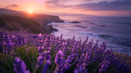 Lavender field at sunset on the coast for nature or travel themed designs
