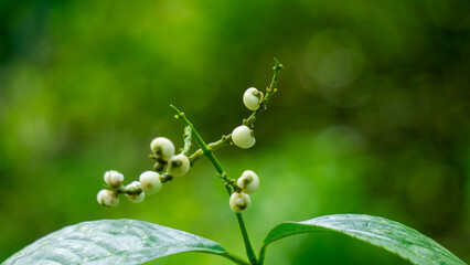 Chloranthus officinalis (Chloranthus erectus, Lowland Chloranthus, Rami Hutan, Sambau Paya, Sembau, Sigueh Puteh).  This plant was popularly used as tea in Indonesia