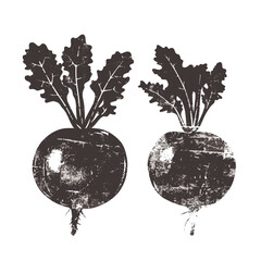 fresh beetroot vegetable illustration. textured poster food print