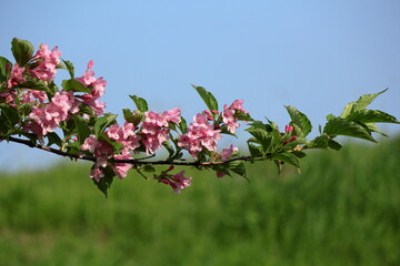 青空に映えるタニウツギの花