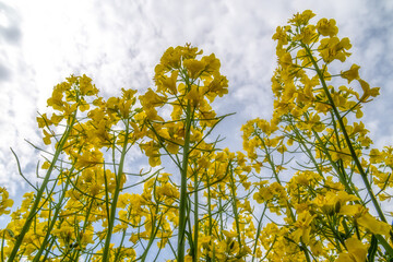 栃木県　那須ハイランドパーク　満開の菜の花と鯉のぼり
