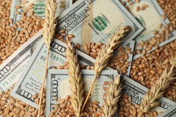 Dollar banknotes and wheat ears on grains, above view. Agricultural business