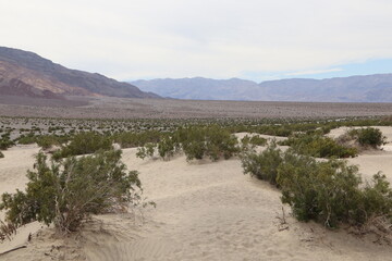Mesquite Flat Sand Dunes #2