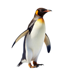 Fototapeta premium A penguin stands on a transparent background