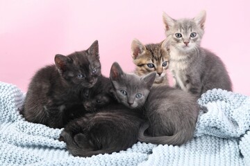 Cute fluffy kittens on blanket against pink background. Baby animals