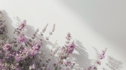 lavender flowers on a white background.