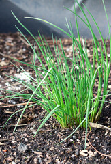 Close up of homegrown young green chive onion growing in the garden
