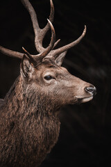 Portrait of a big deer buck