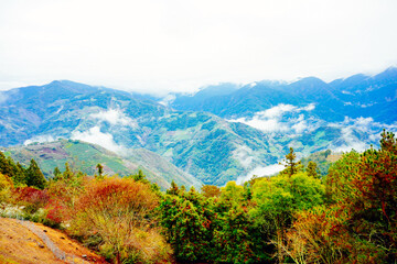 ali shan mountain and qingjing farm landscape in Taiwan 