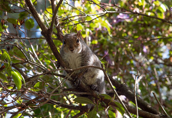 Grey Squirrel (Sciurus carolinensis) in the park, Ireland