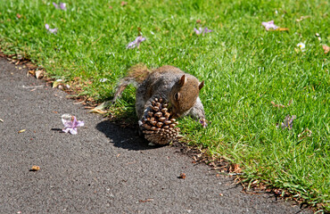 A Grey squirrel found pine cone