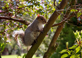 Grey Squirrel (Sciurus carolinensis) in the park, Ireland