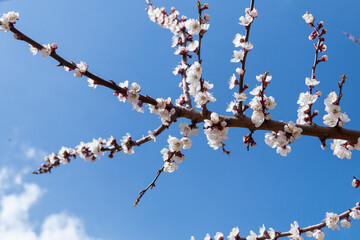 Blossoming cherry branch in spring