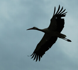 black crowned crane