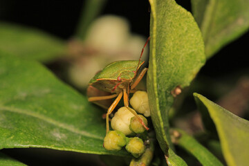 Halyomorpha Halys insect macro photo