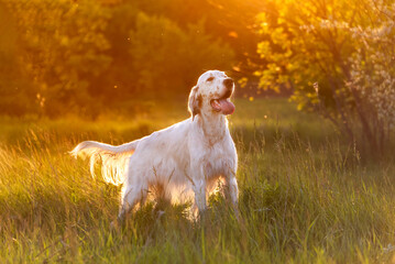 A beautiful white English setter stands in the tall grass in the rays of the evening sun. Pheasant...