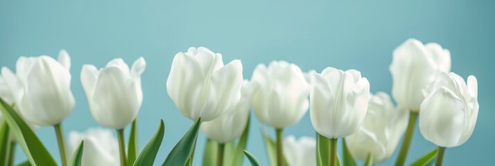 Fototapeta premium Beautiful white tulips lined up in a row with a soft blue background, evoking freshness and spring