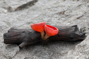 Red Cup Fungi - Scarlet elf cup. Sarcoscypha coccinea