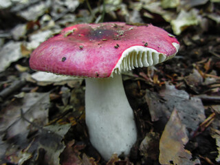 Wild mushrooms growing in the forest. Pink fungi. Russula