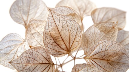 macro closeup of dried dry delicate skeleton leaves petals of hydrangea flowers blooms isolated on white background