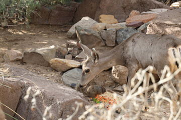 deer in the woods