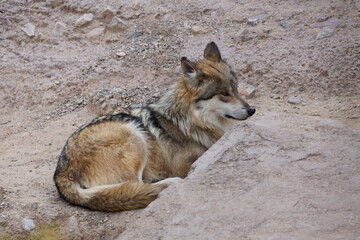 Wolf laying in the sand
