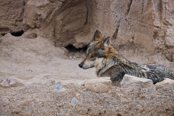 Wolf laying in the sand
