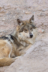 Wolf laying in the sand