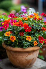 Vibrant Potted Flowers