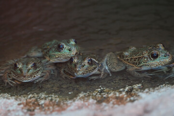 Lowland Leopard Frog in the water

