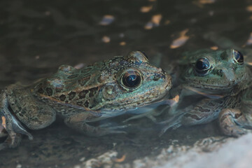 Lowland Leopard Frog in the water
