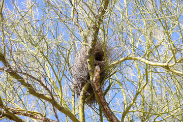 Bird nest in tree branches