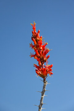 Red ocotillo cactus flowers, close-up
