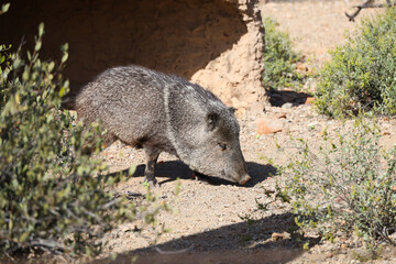Javelina in the sunshine