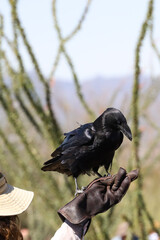 Chihuahuan Raven perched on gloved hand