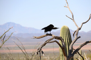 Chihuahuan Raven perched on branch