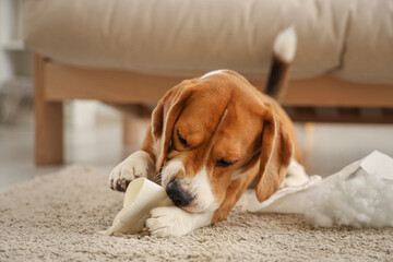 Naughty Beagle dog with torn pillow and paper cup lying on floor in messy living room