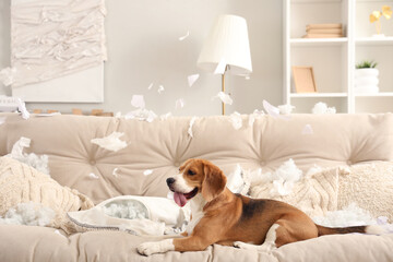 Naughty Beagle dog with torn pillows lying on sofa in messy living room