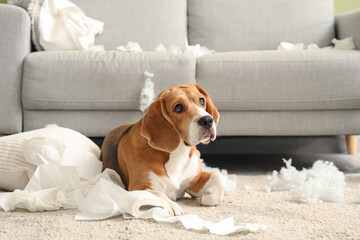 Naughty Beagle dog with torn pillows and toilet paper rolls lying on floor in messy living room