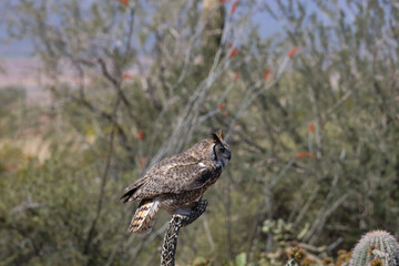 Great horned owl perched on dead cactus
