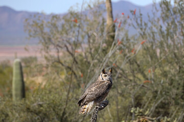 Fototapeta premium Great horned owl perched on dead cactus 