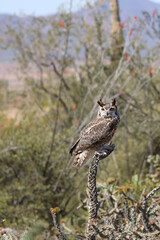 Great horned owl perched on dead cactus
